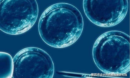 干细胞的五项核心作用 打开人体再生与修复之门