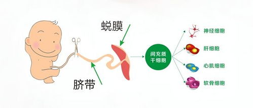 免疫细胞和干细胞，傻傻分不清？快看这篇干细胞技术最全指南