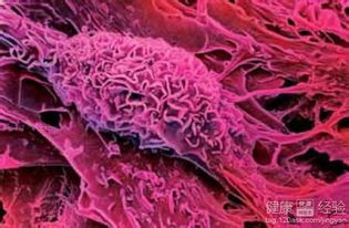 丹毒病患者能否食用鸡蛋与人体干细胞技术开发的现代医学思考